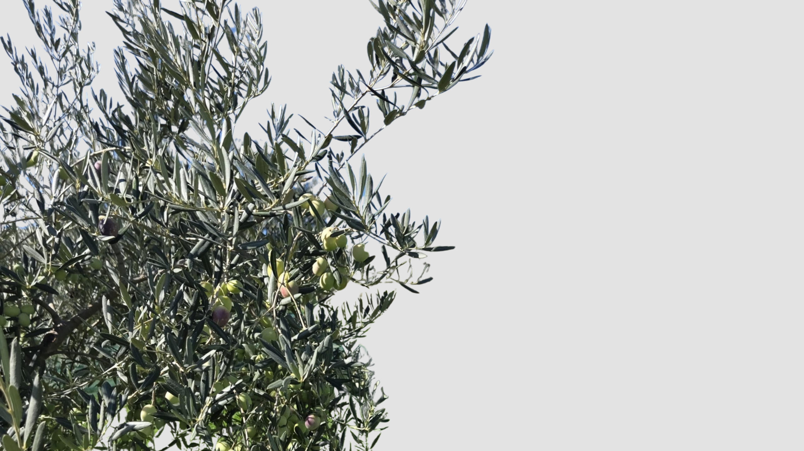 EXTRA VIRGIN OLIVE OIL2